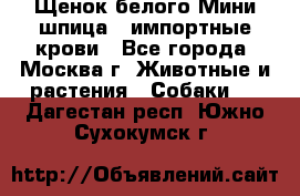 Щенок белого Мини шпица , импортные крови - Все города, Москва г. Животные и растения » Собаки   . Дагестан респ.,Южно-Сухокумск г.